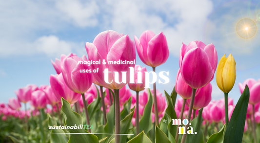 the magic of tulips