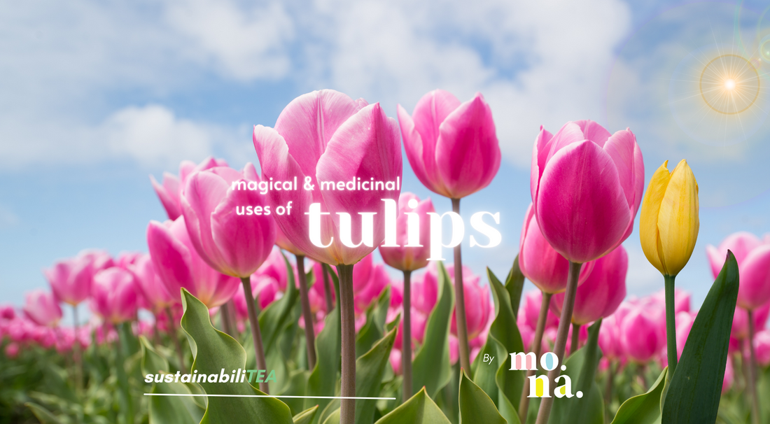 the magic of tulips