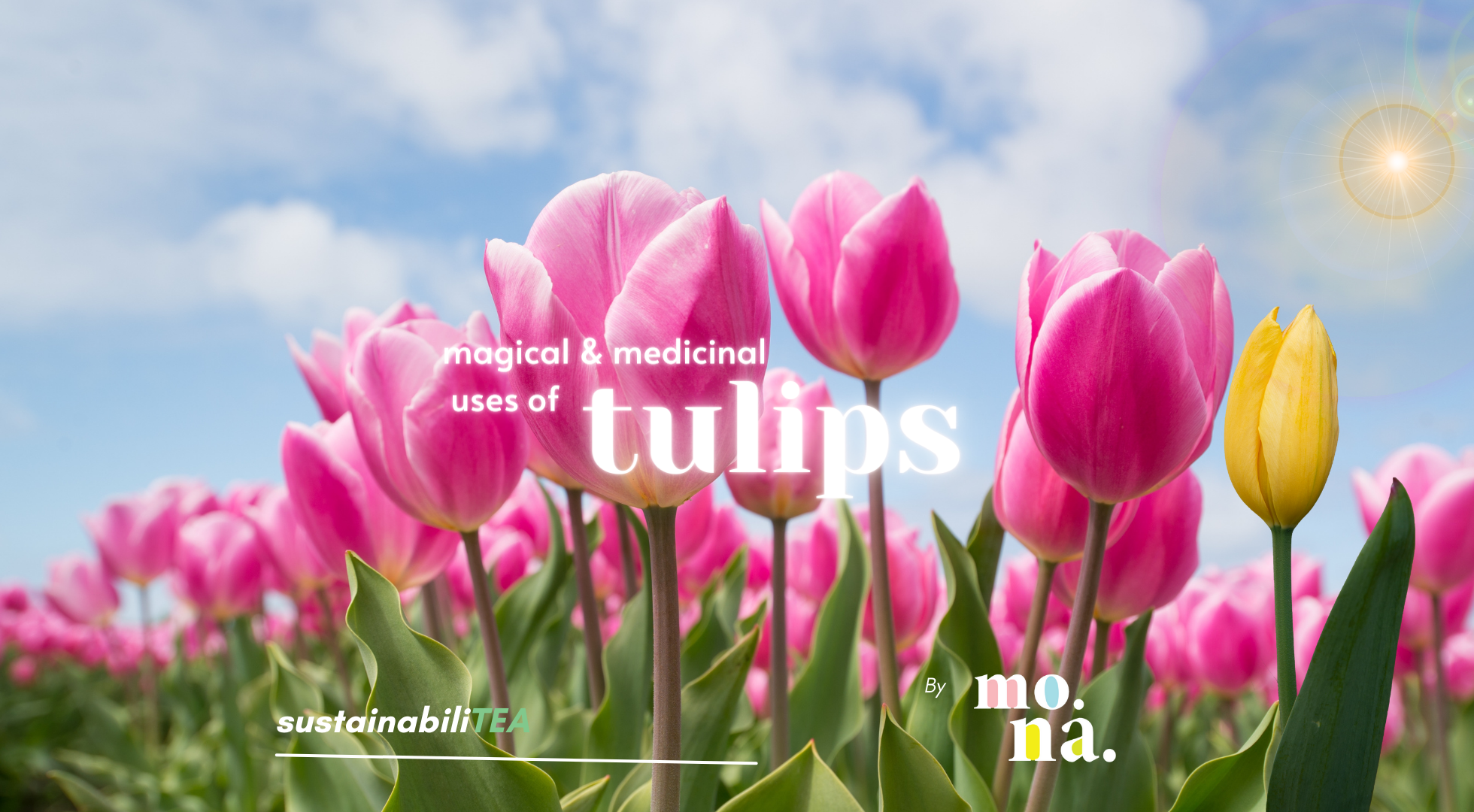 the magic of tulips